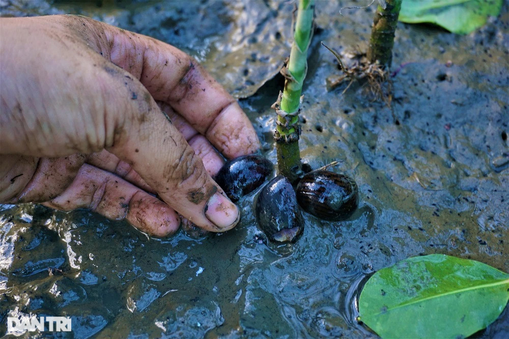 Lội bùn, vạch cỏ tìm loại ốc nhà nghèo, giờ thành đặc sản ra tiền - 5