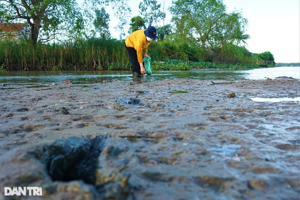 Lội bùn, vạch cỏ tìm loại ốc nhà nghèo, giờ thành đặc sản ra tiền - 10