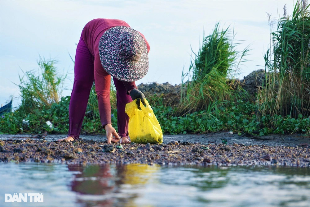 Lội bùn, vạch cỏ tìm loại ốc nhà nghèo, giờ thành đặc sản ra tiền - 4