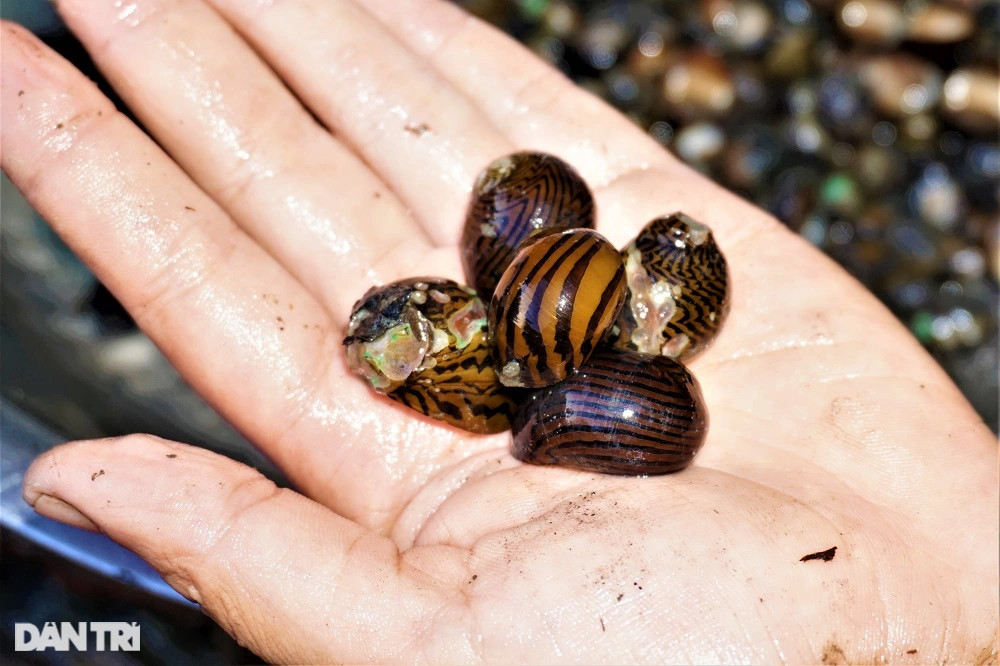 Lội bùn, vạch cỏ tìm loại ốc nhà nghèo, giờ thành đặc sản ra tiền - 11