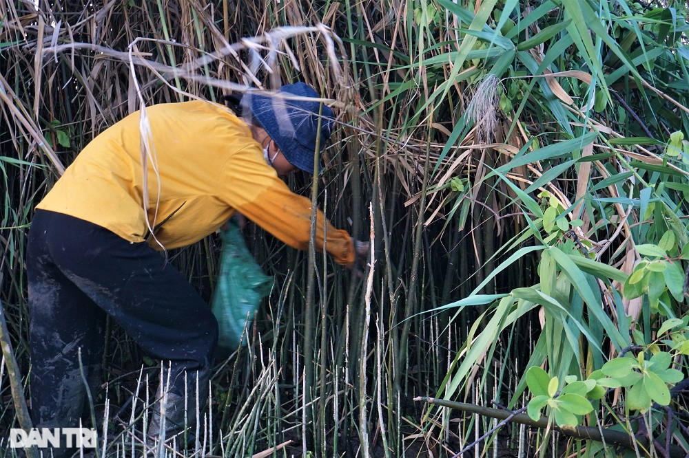 Lội bùn, vạch cỏ tìm loại ốc nhà nghèo, giờ thành đặc sản ra tiền - 9