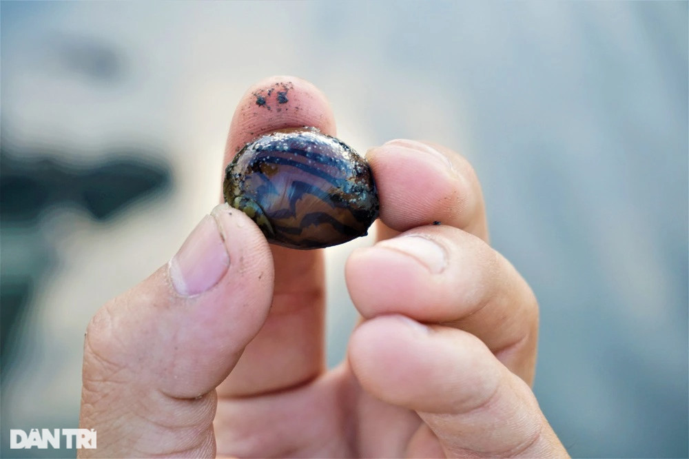 Lội bùn, vạch cỏ tìm loại ốc nhà nghèo, giờ thành đặc sản ra tiền - 3