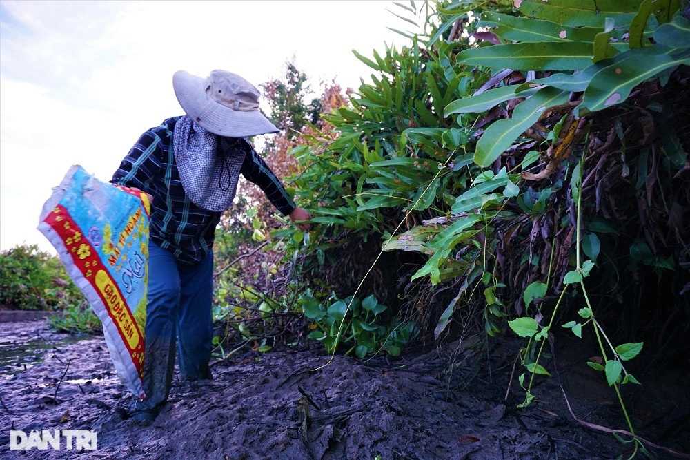 Lội bùn, vạch cỏ tìm loại ốc nhà nghèo, giờ thành đặc sản ra tiền - 8