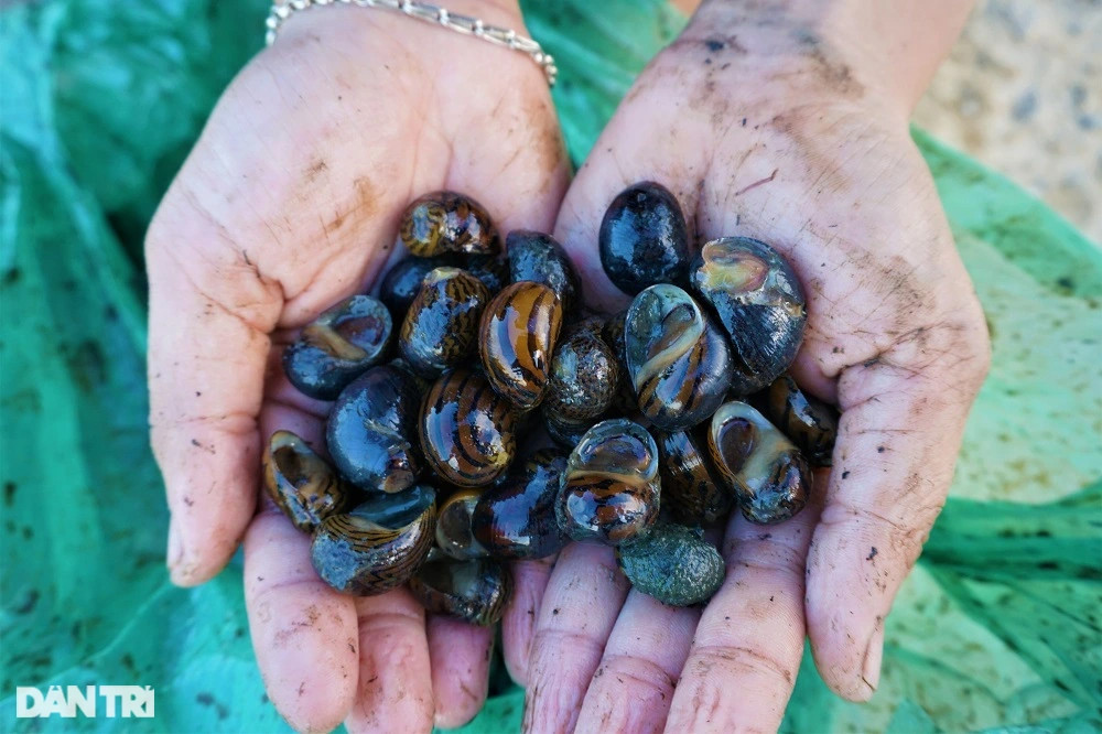 Lội bùn, vạch cỏ tìm loại ốc nhà nghèo, giờ thành đặc sản ra tiền - 6