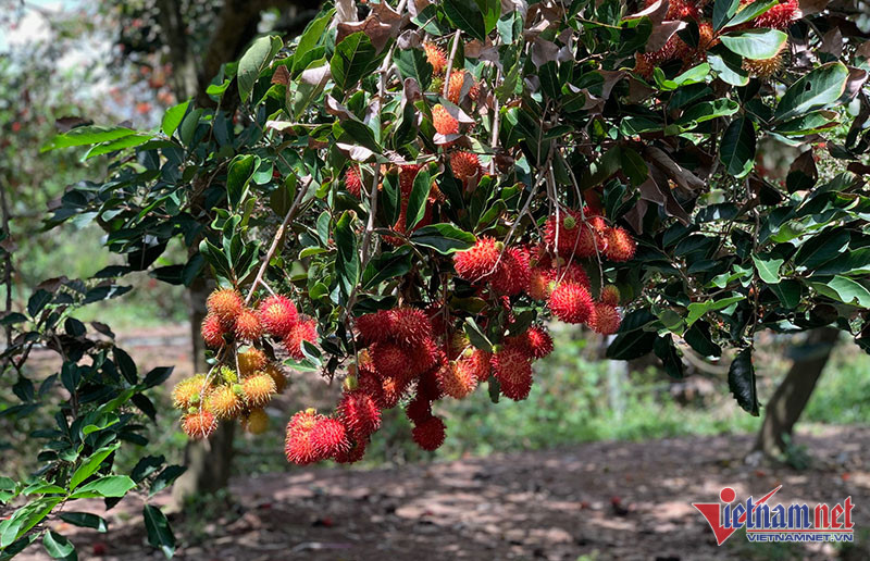 Loạt mặt hàng rau quả của Việt Nam bị EU cảnh báo về an toàn