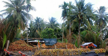 “Giải cứu” trái dừa khô đang ế ẩm tại 
