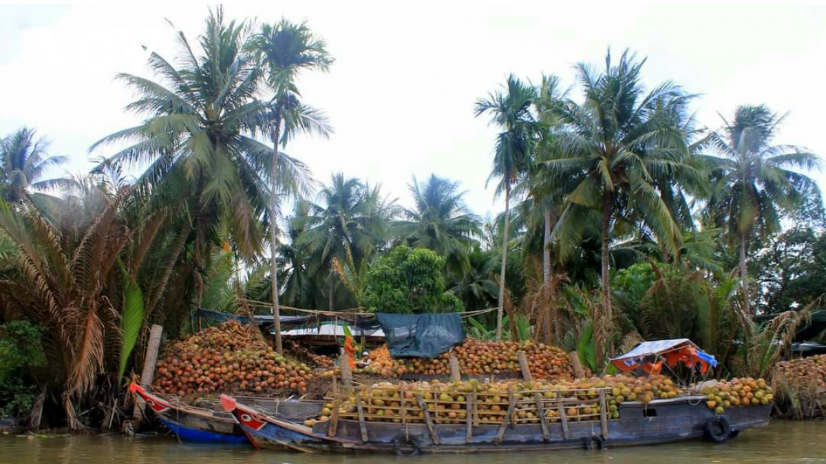 “Giải cứu” trái dừa khô đang ế ẩm tại thủ phủ - Ảnh 1.