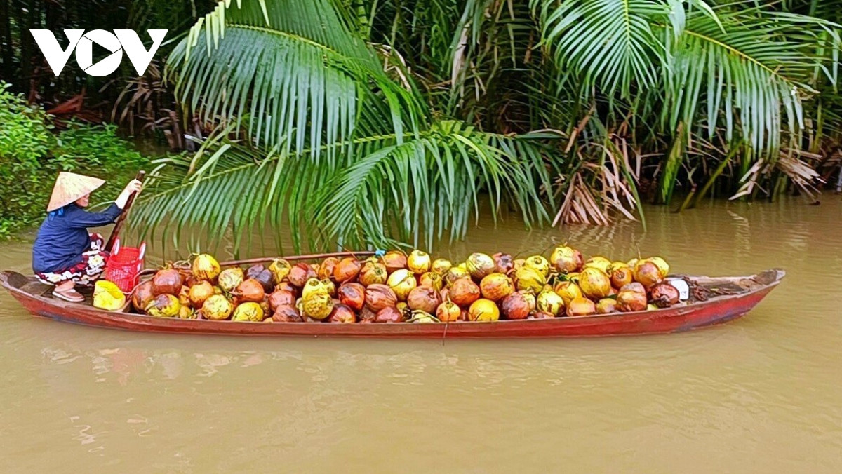 “Giải cứu” trái dừa khô đang ế ẩm tại thủ phủ - Ảnh 2.