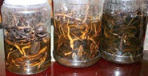 Tử vong sau khi uống rượu ngâm từ rễ cây rừng