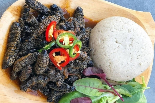 Loài sâu bướm có giá trị dinh dưỡng gấp 3 lần thịt bò