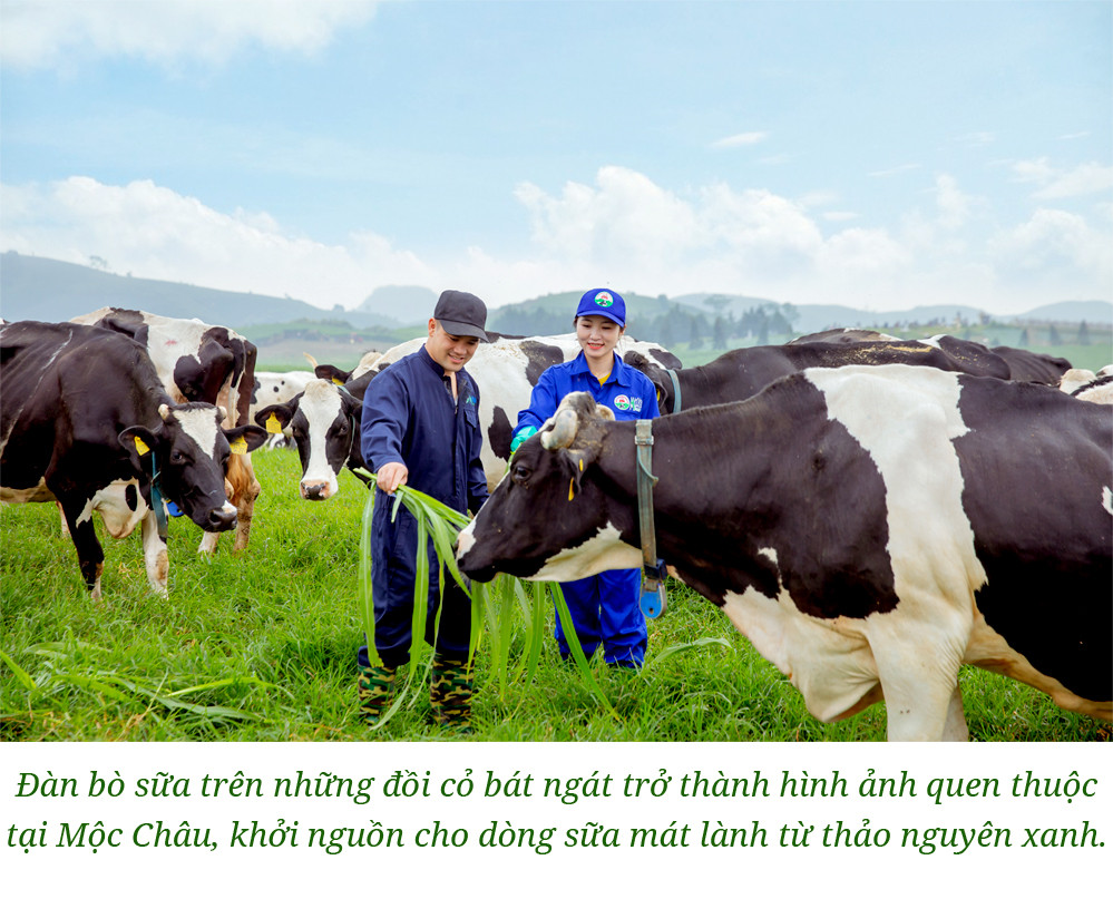 Trang trại bò sữa lớn nhất Việt Nam