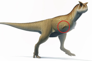 Phát hiện loài khủng long ăn thịt mới có chi trước 
