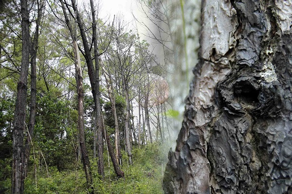 Gần 200 cây thông bị khoan lỗ, nghi bị dùng chất hóa học ‘đầu độc’