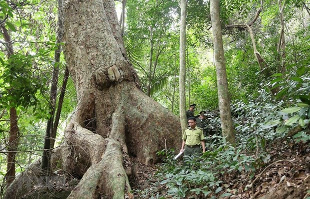 Forest covers 42.02% of Vietnam’s total area by end of 2021