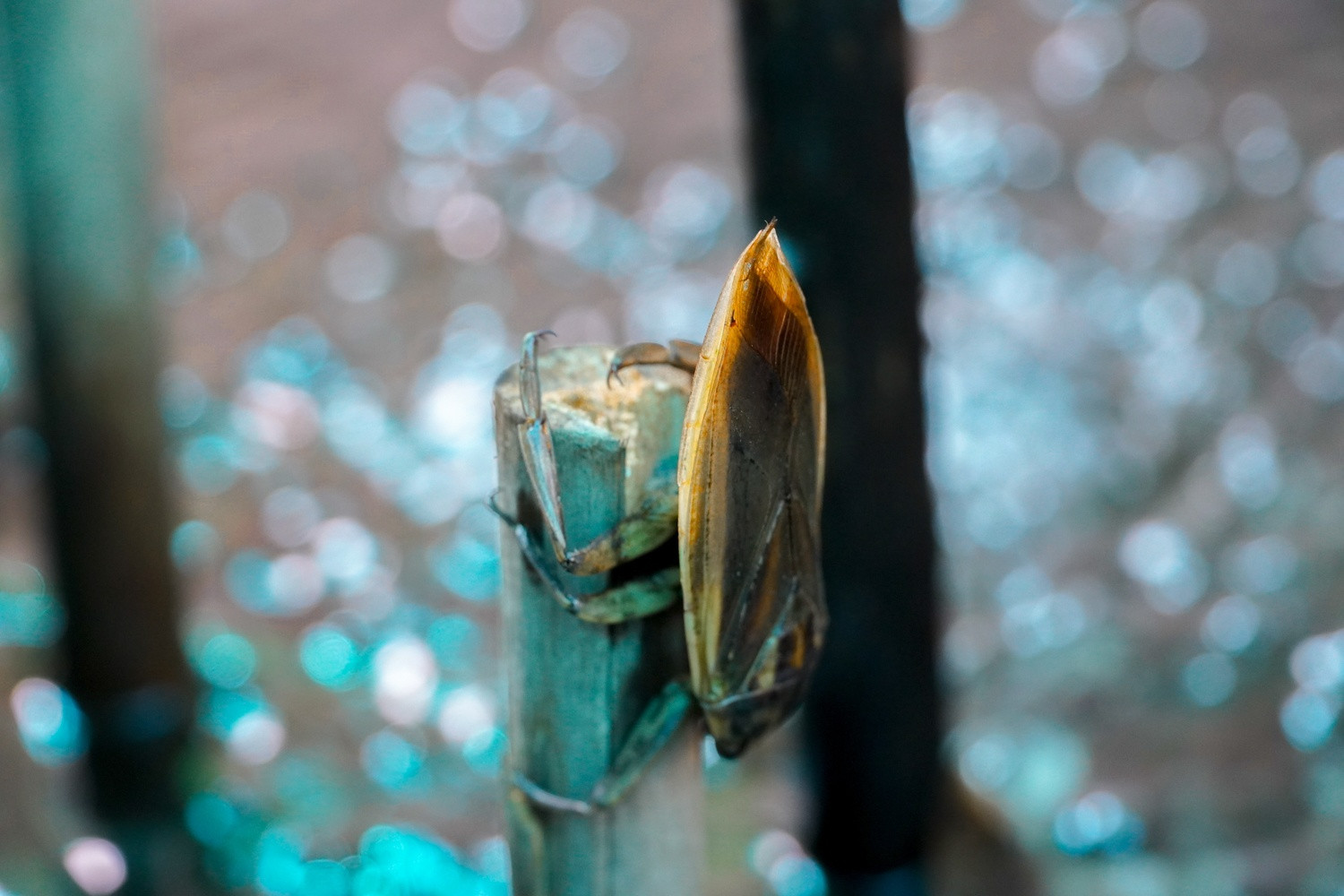 Kiem hang tram trieu nho nuoi ca cuong anh 7