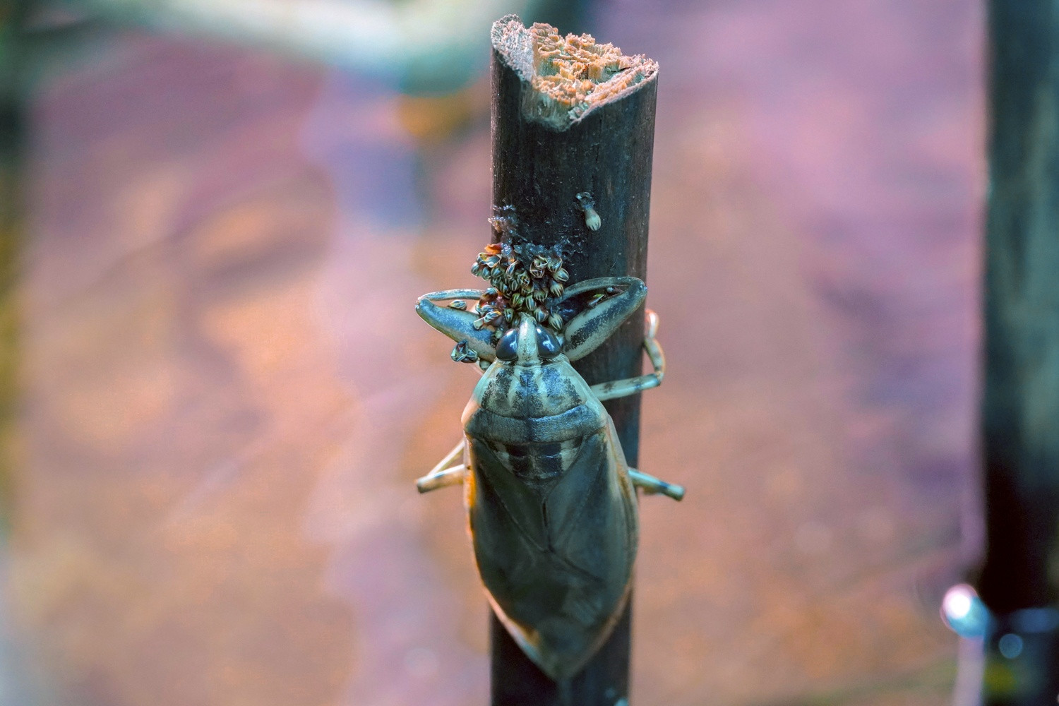 Kiem hang tram trieu nho nuoi ca cuong anh 4