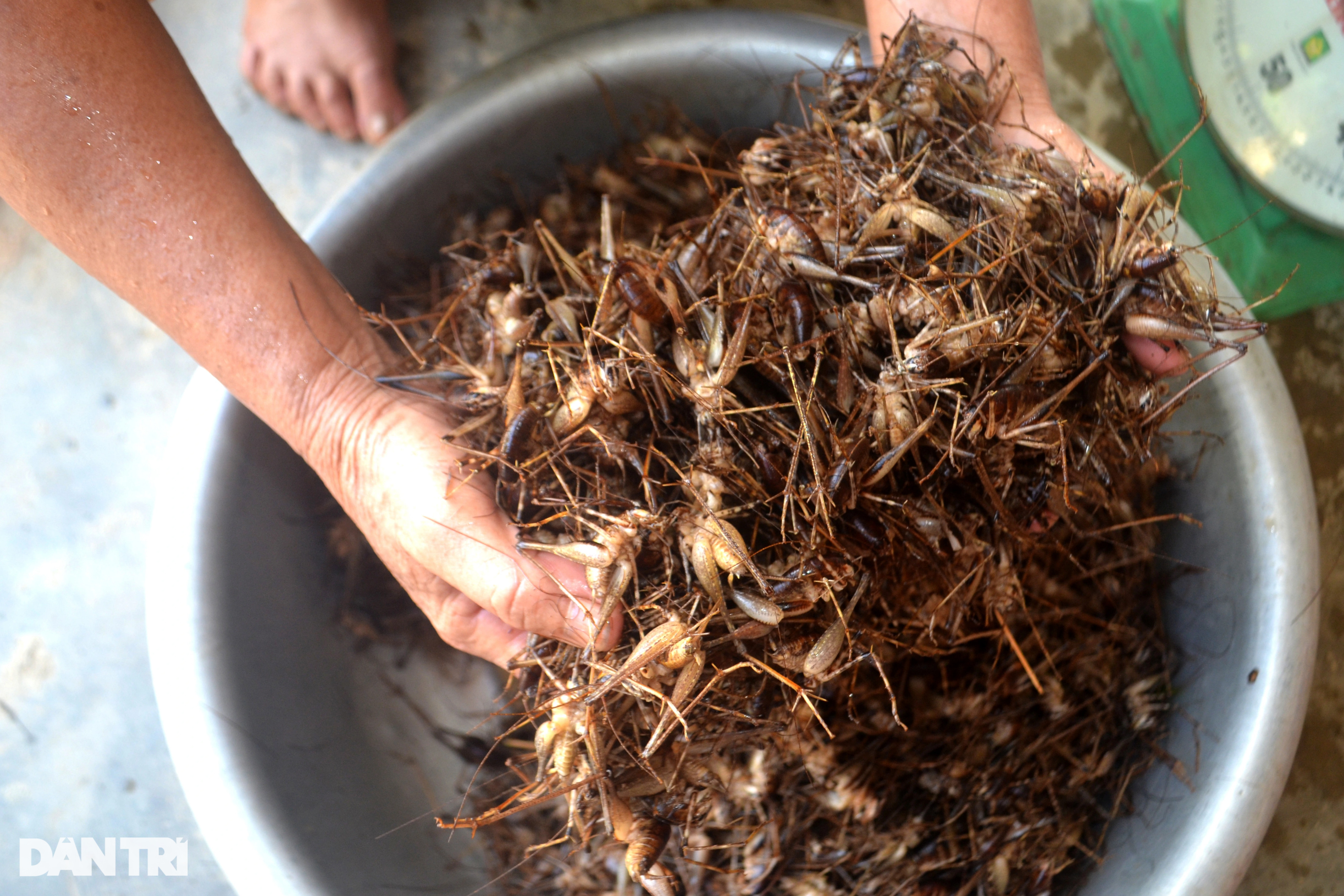 Tuyệt chiêu dùng màn bắt dế rừng kiếm tiền triệu mỗi ngày - 6