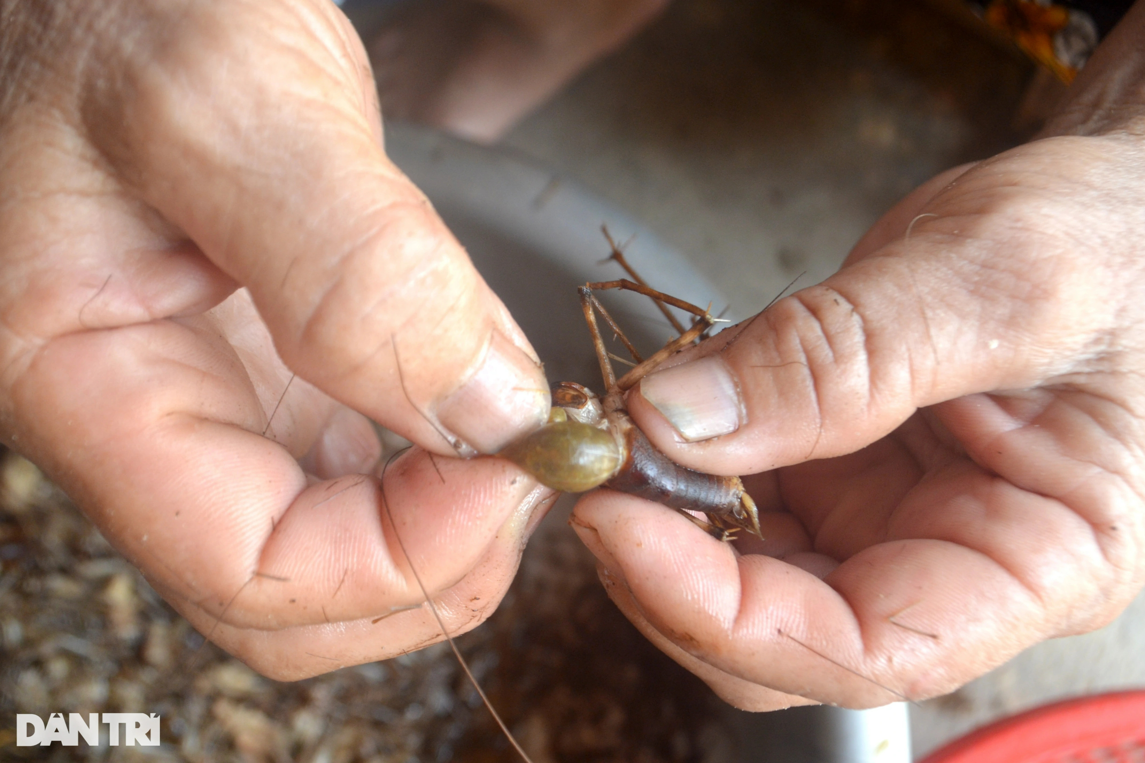 Tuyệt chiêu dùng màn bắt dế rừng kiếm tiền triệu mỗi ngày - 10