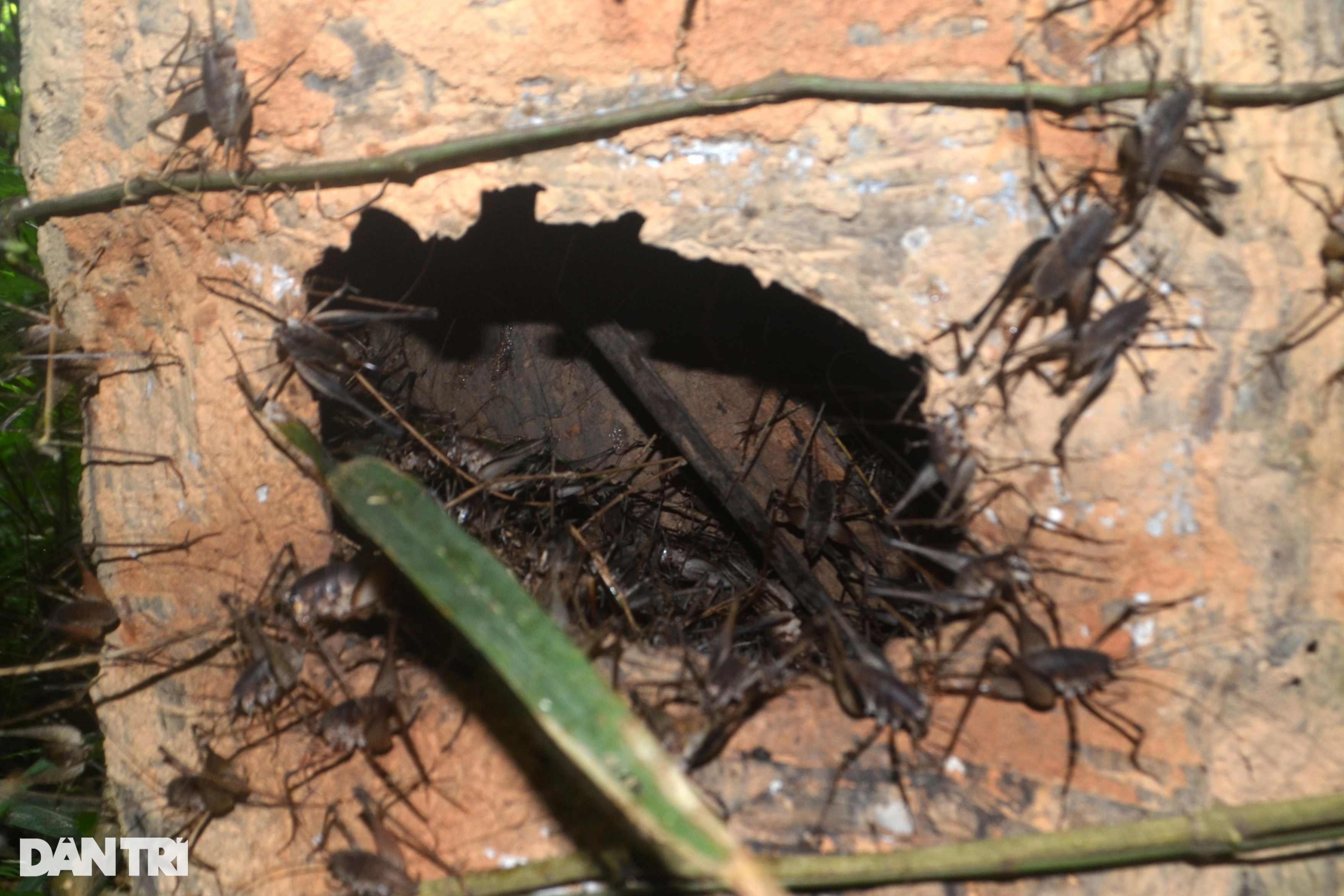 Tuyệt chiêu dùng màn bắt dế rừng kiếm tiền triệu mỗi ngày - 3