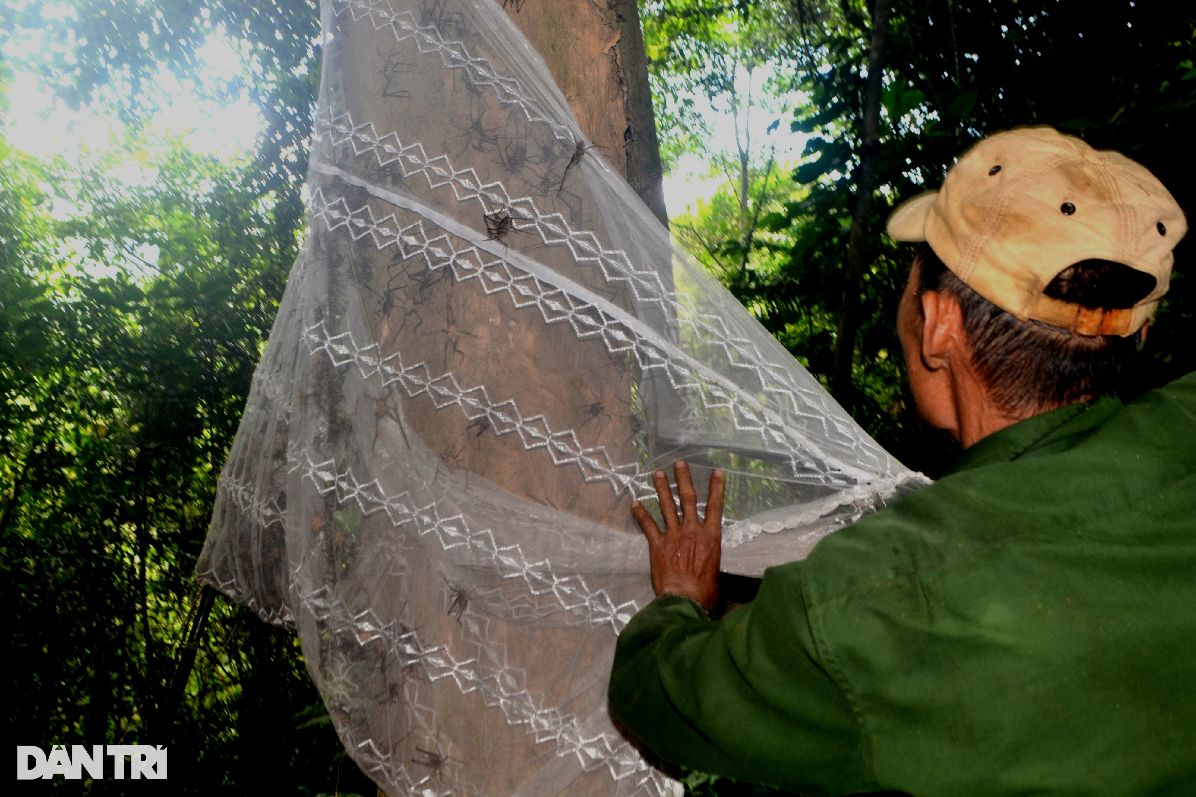 Tuyệt chiêu dùng màn bắt dế rừng kiếm tiền triệu mỗi ngày - 5