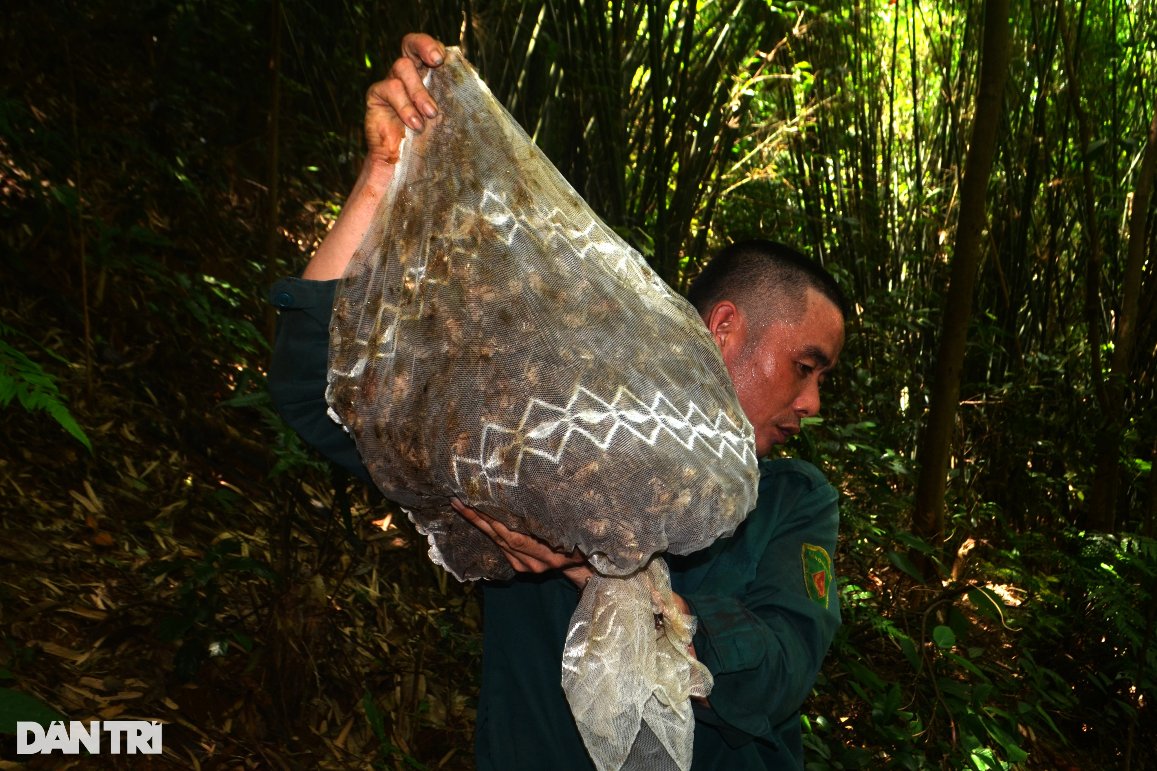 Tuyệt chiêu dùng màn bắt dế rừng kiếm tiền triệu mỗi ngày - 7