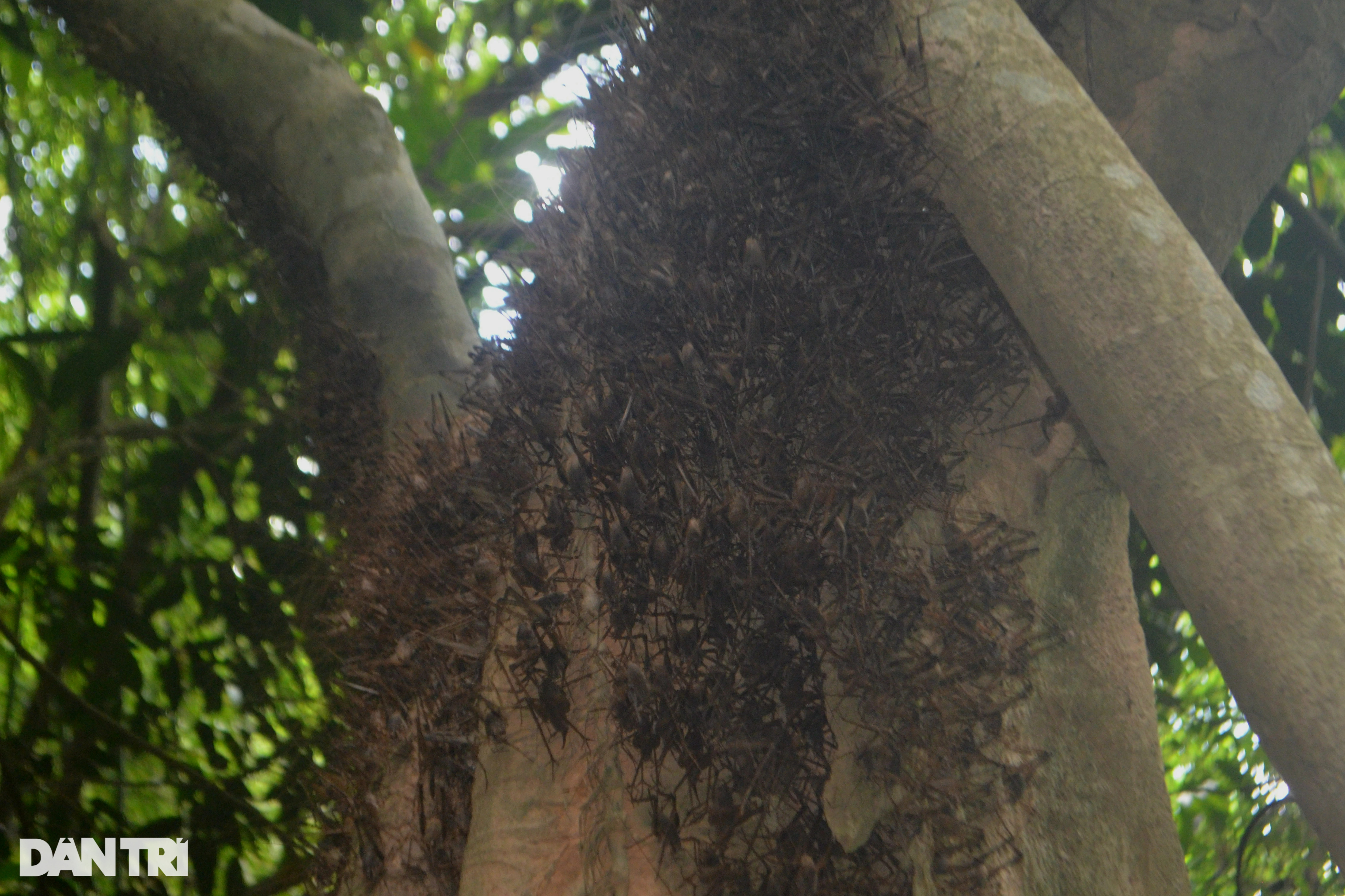 Tuyệt chiêu dùng màn bắt dế rừng kiếm tiền triệu mỗi ngày - 1