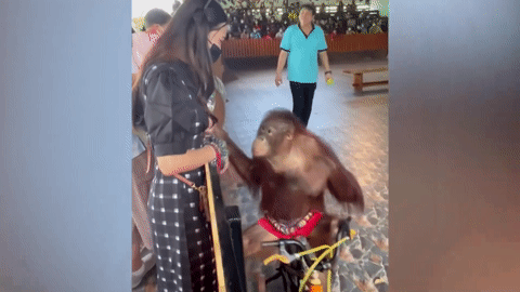 Chú khỉ ôm chầm lấy cô gái không chịu buông khi đang biểu diễn