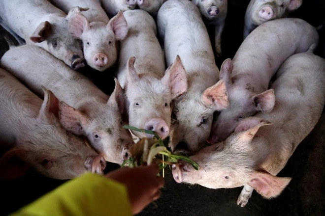 Giá thịt lợn tại Trung Quốc tăng kỷ lục