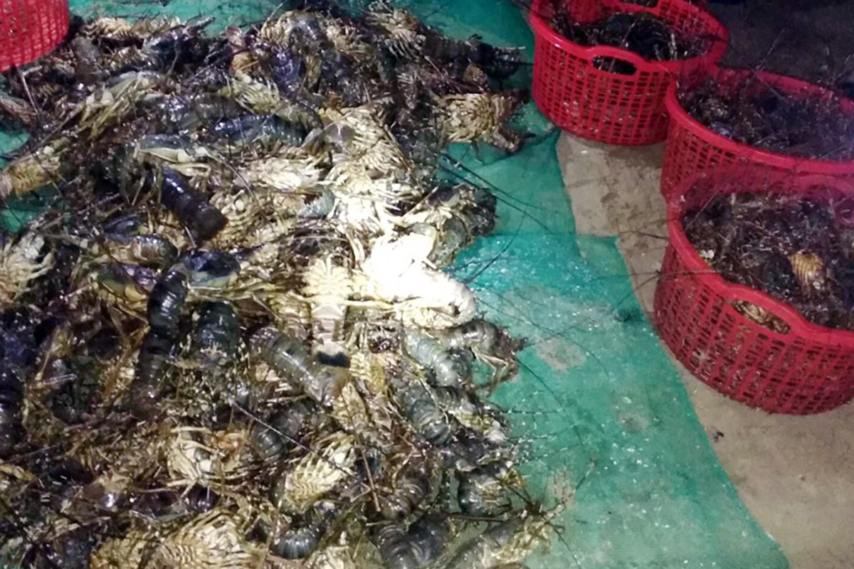 Hàng chục nghìn con tôm hùm ở Phú Yên bị chết