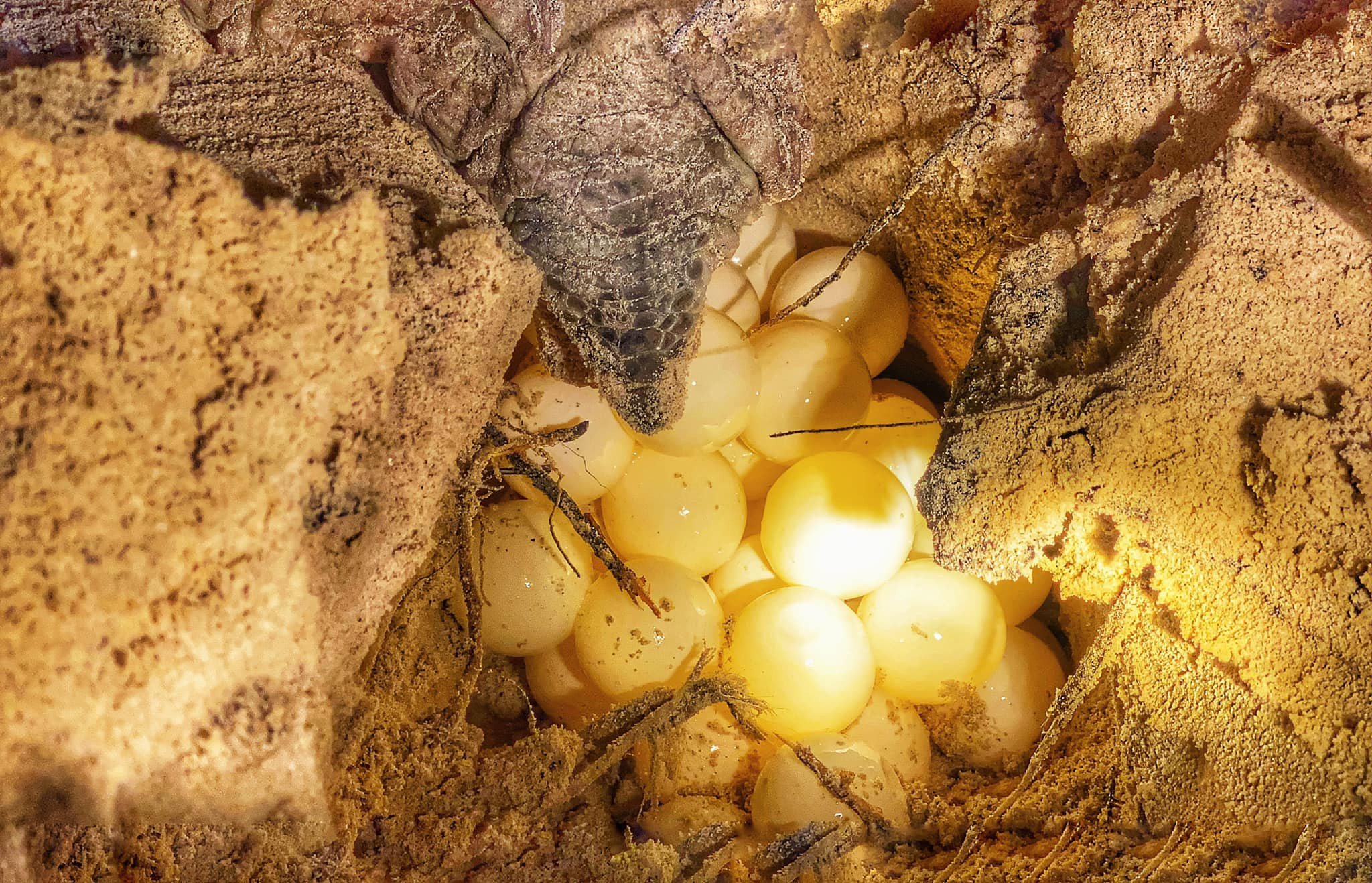 Đến Côn Đảo, tận mắt xem rùa biển quý hiếm lên bờ đào tổ, đẻ trăm trứng giữa đêm