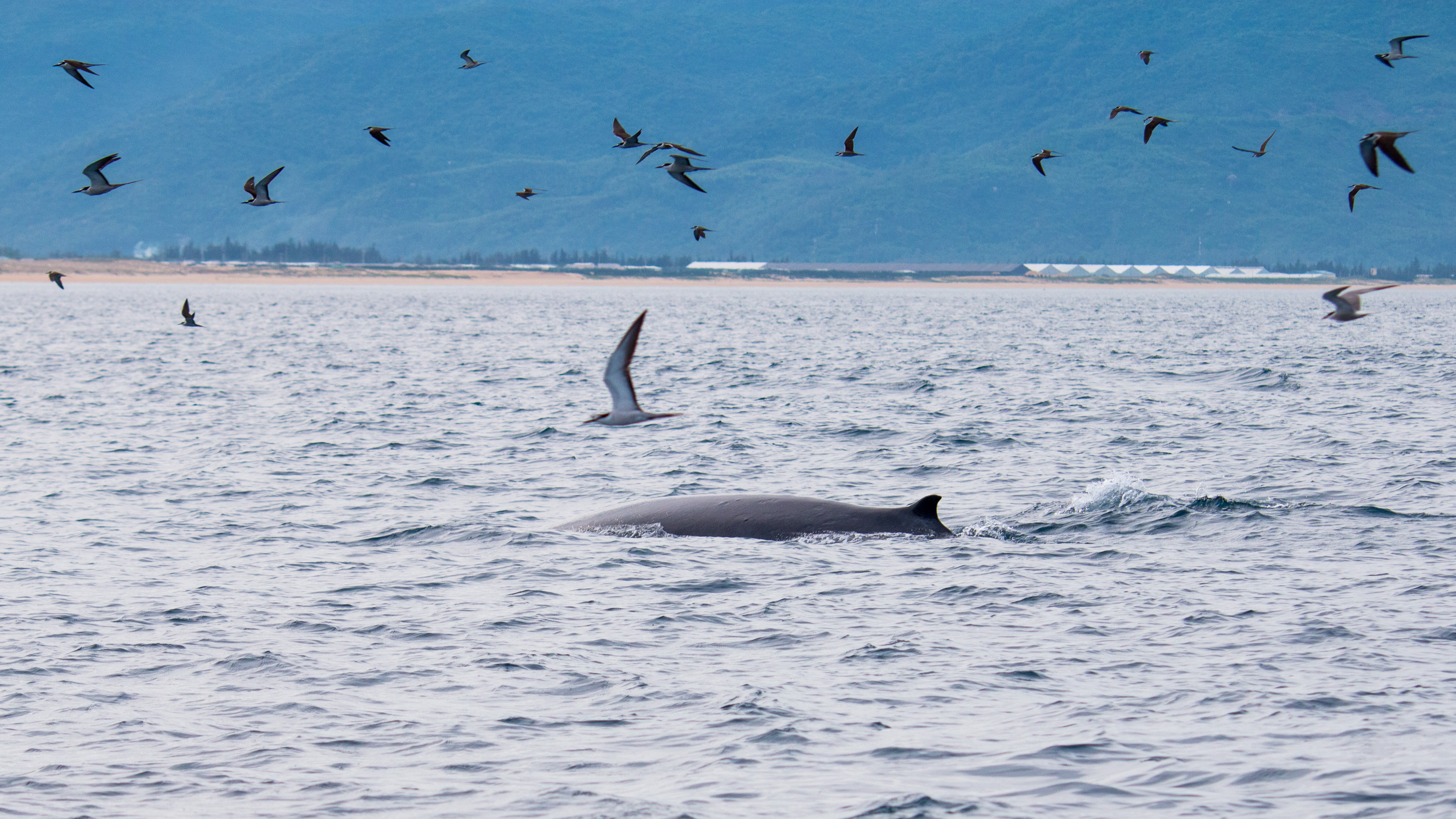 Cá voi khổng lồ nhảy lên đớp mồi đẹp mắt tại Đề Gi Bình Định