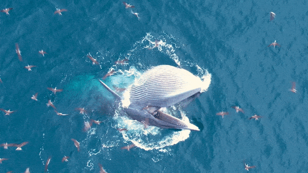 Khoảnh khắc cá voi khổng lồ nhảy lên đớp mồi vô cùng đẹp mắt tại Đề Gi - Bình Định