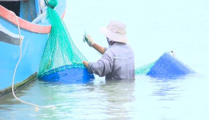 Người nuôi ở phường Xuân Yên, Thị xã Sông Cầu vớt tôm hùm chết. Ảnh: NL.