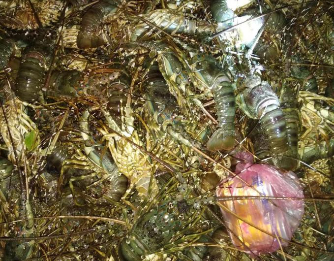 Tôm hùm ở phường Xuân Yên bị chết do thiếu oxy. Ảnh: TTh.