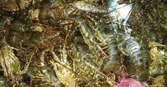 Hàng trăm lồng nuôi tôm hùm, cá biển bị chết