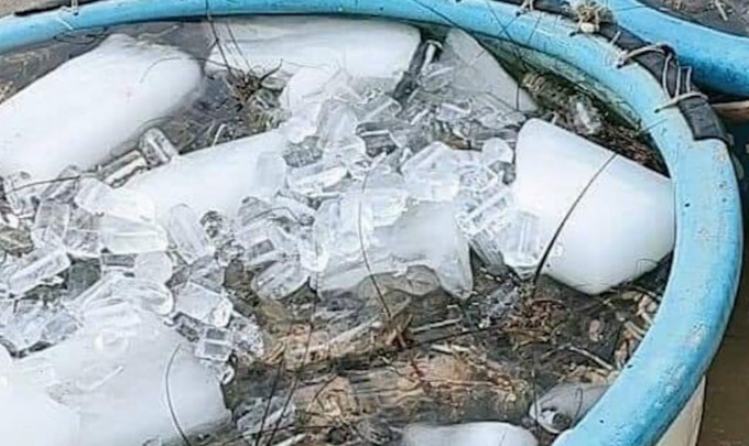 Cơ quan chức năng không phát hiện tôm hùm bị chết do bệnh lý. Ảnh: NL.