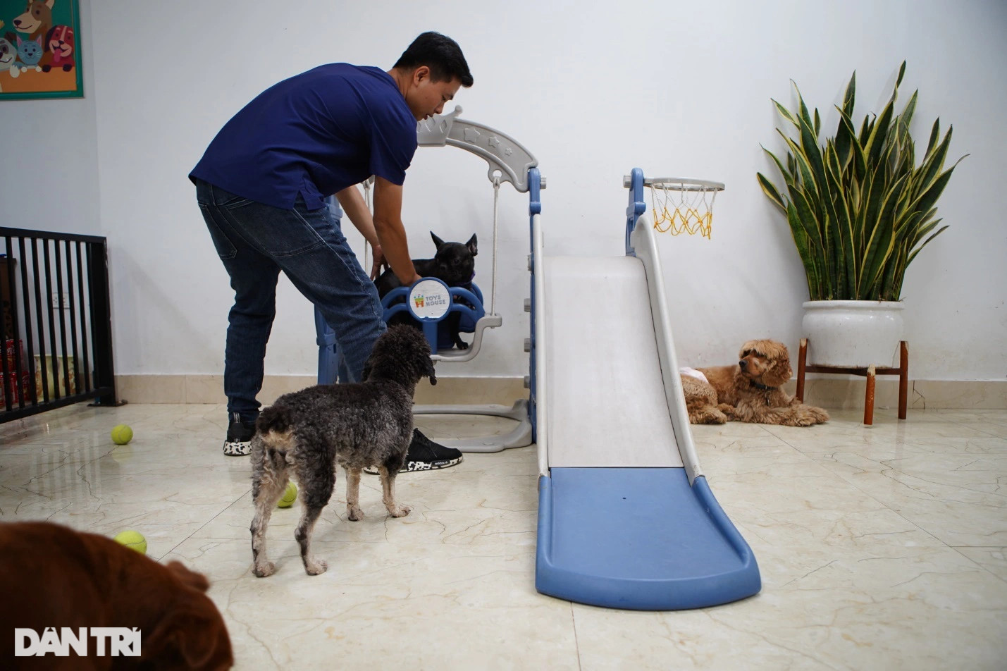 Lạ lùng dịch vụ gửi thú cưng đi... nhà trẻ sang chảnh ở Hà Nội - 9