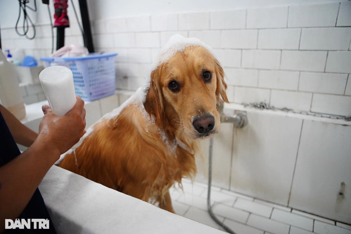 Lạ lùng dịch vụ gửi thú cưng đi... nhà trẻ sang chảnh ở Hà Nội - 7