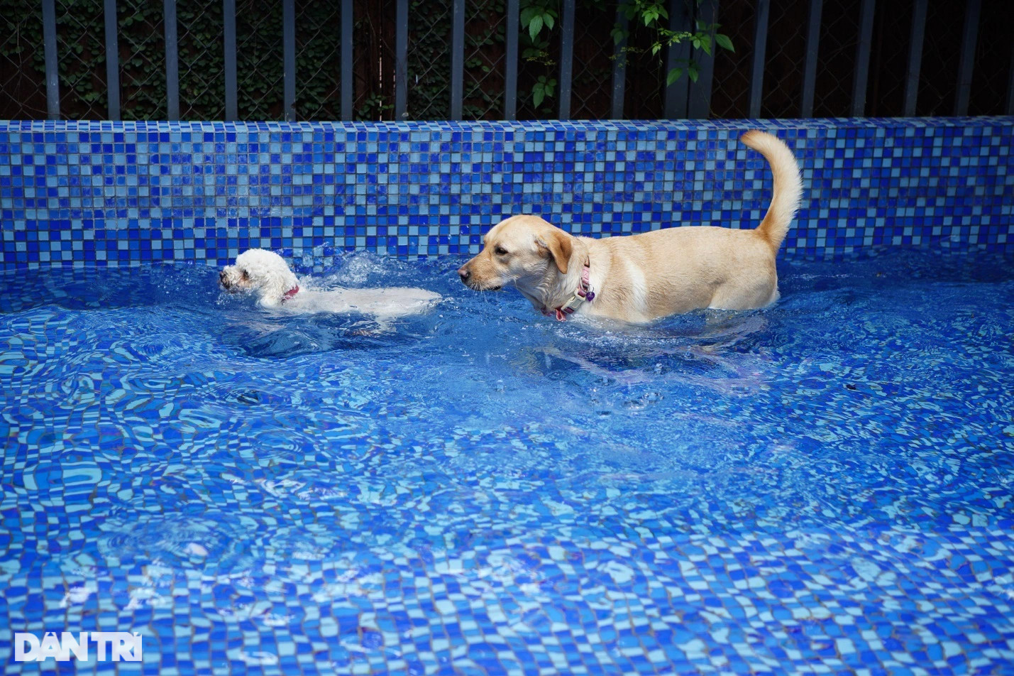 Lạ lùng dịch vụ gửi thú cưng đi... nhà trẻ sang chảnh ở Hà Nội - 6