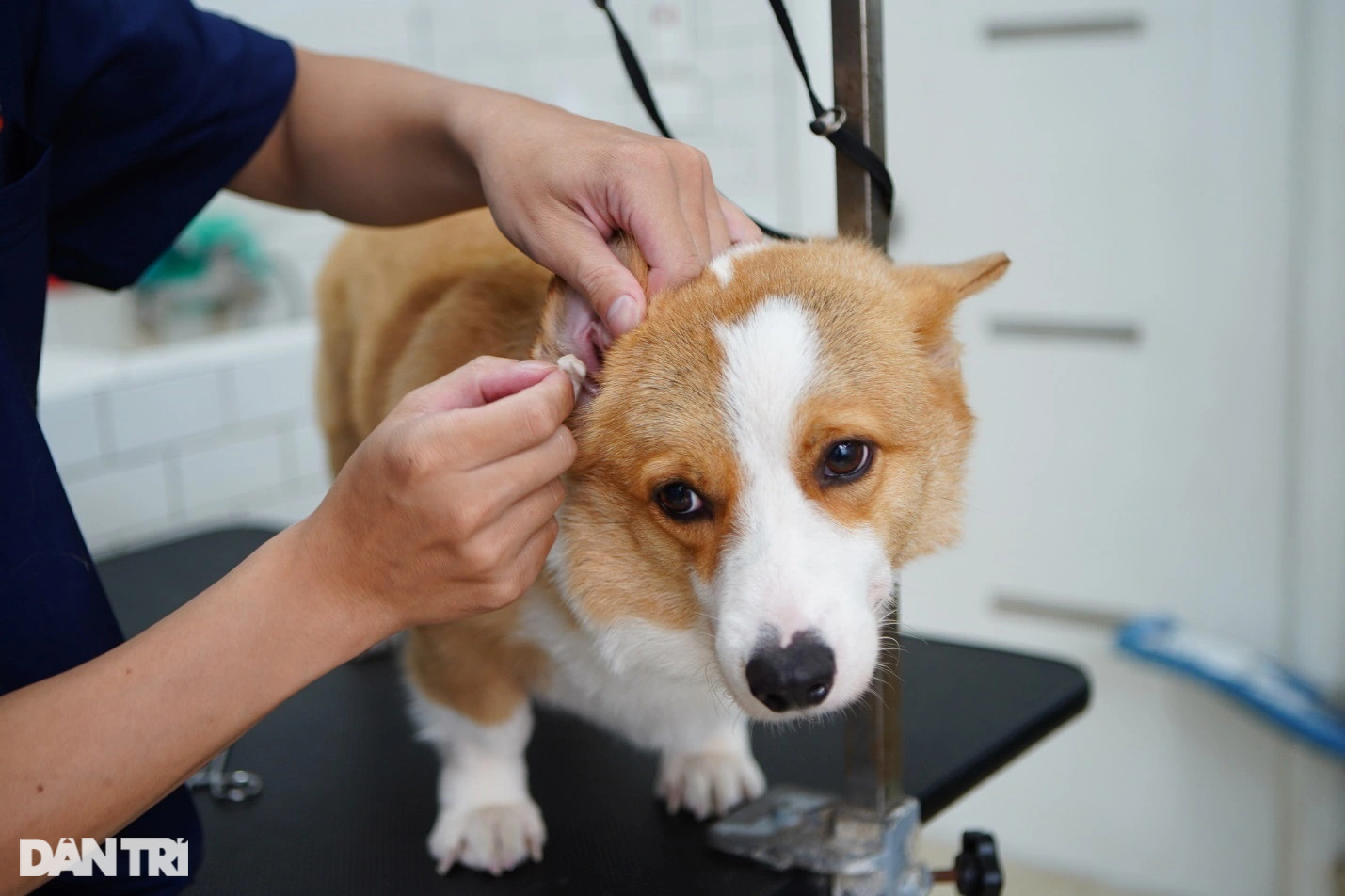 Lạ lùng dịch vụ gửi thú cưng đi... nhà trẻ sang chảnh ở Hà Nội - 8