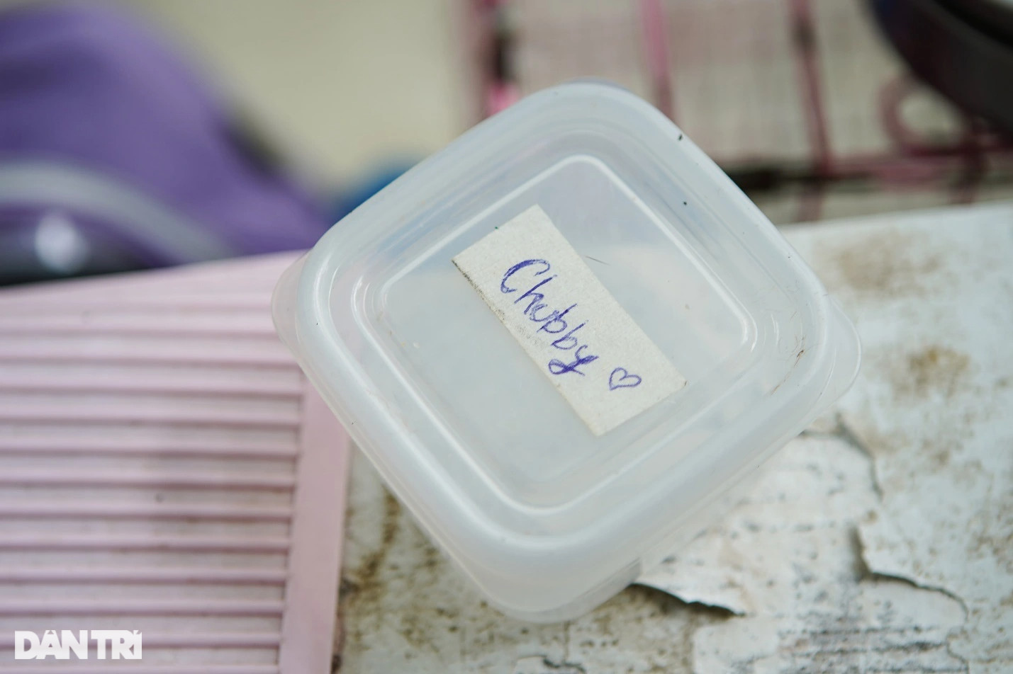 Lạ lùng dịch vụ gửi thú cưng đi... nhà trẻ sang chảnh ở Hà Nội - 5