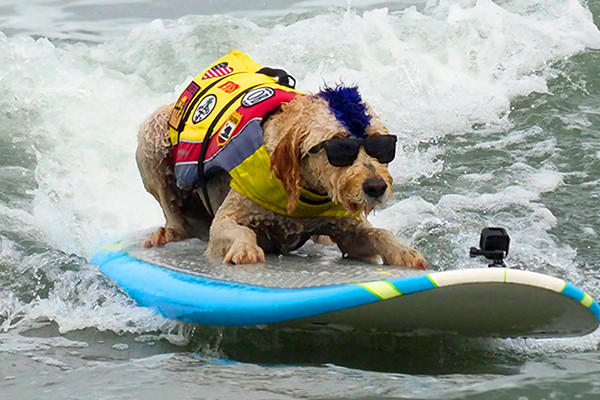 Du khách tấp nập đi xem những chú chó lướt sóng giỏi nhất thế giới