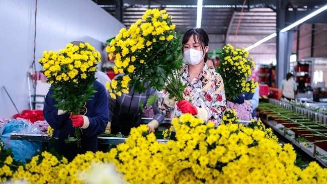TP.HCM: Giá cả tăng cao, hoa tươi vẫn hút khách mùa đại lễ