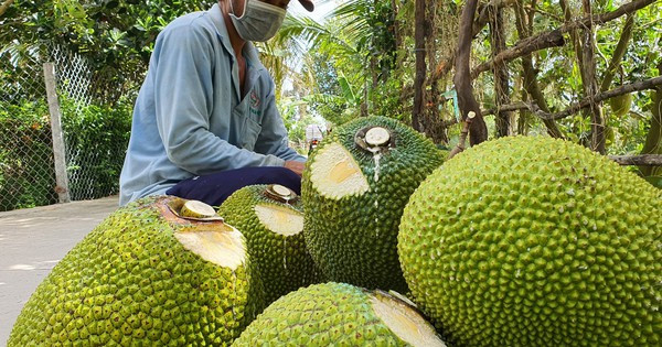 Giá mít Thái, dưa hấu, thanh long tăng vọt khi cửa khẩu phía Bắc hút hàng