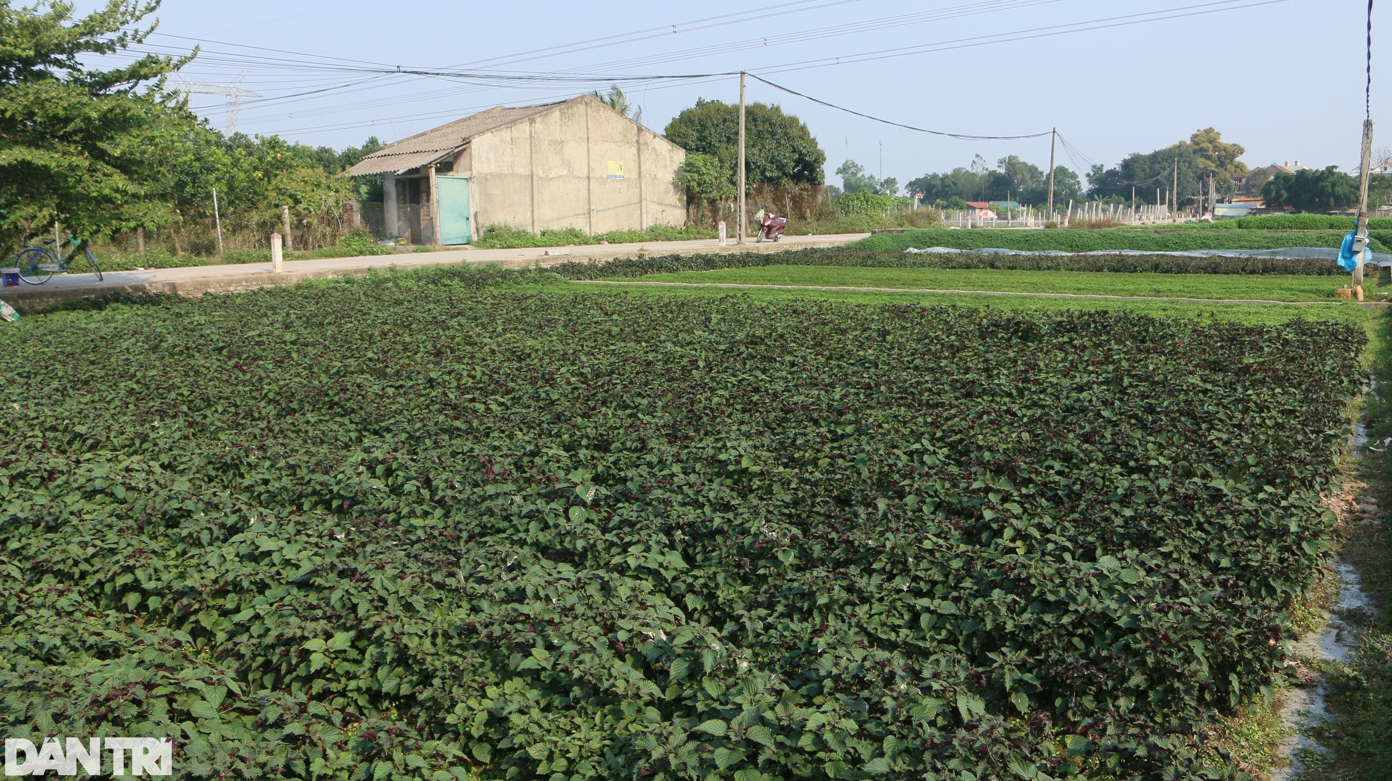 Nhân giống húng Láng quý hiếm, cả làng xây nhà lầu, sắm xế hộp - 7