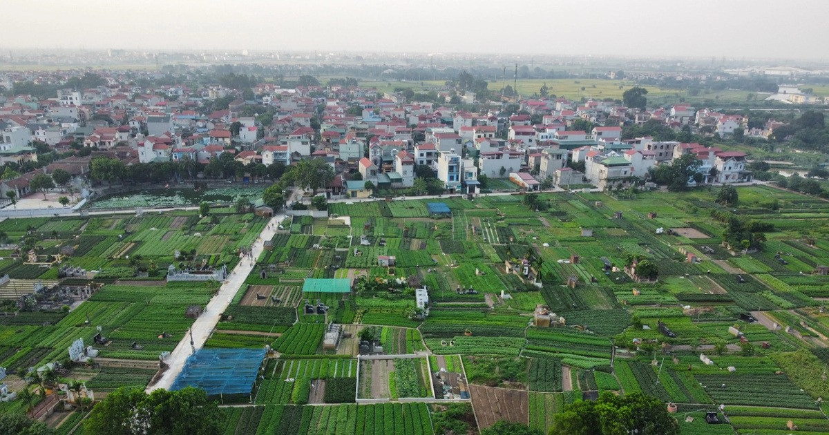 Nhân giống húng Láng quý hiếm, cả làng xây nhà lầu, sắm xế hộp