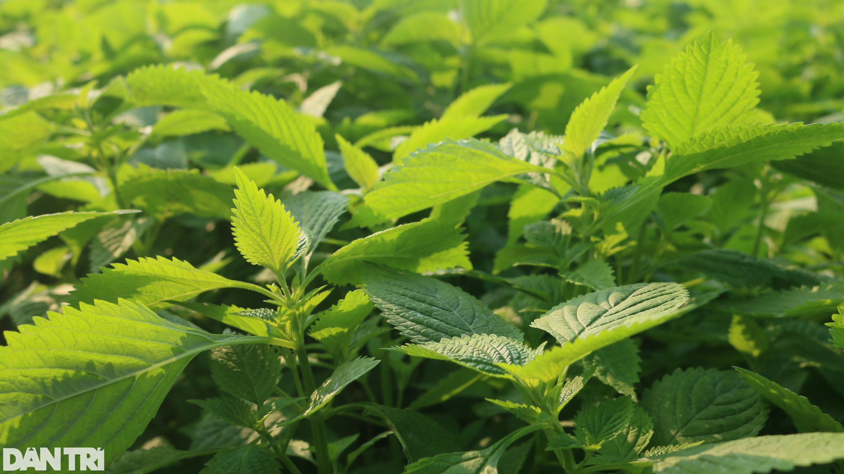 Nhân giống húng Láng quý hiếm, cả làng xây nhà lầu, sắm xế hộp - 4