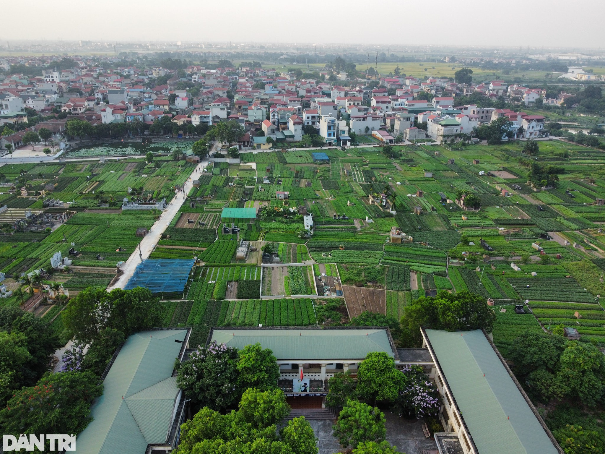 Nhân giống húng Láng quý hiếm, cả làng xây nhà lầu, sắm xế hộp - 1