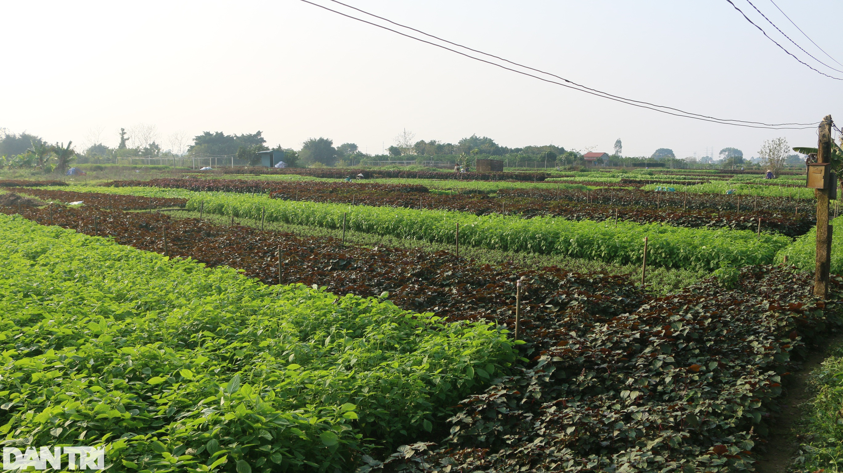 Nhân giống húng Láng quý hiếm, cả làng xây nhà lầu, sắm xế hộp - 3