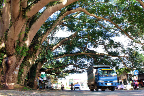 Hai 'cụ' điệp khổng lồ, nổi tiếng linh thiêng ở Lâm Đồng